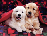 Directory of Animal Magazines